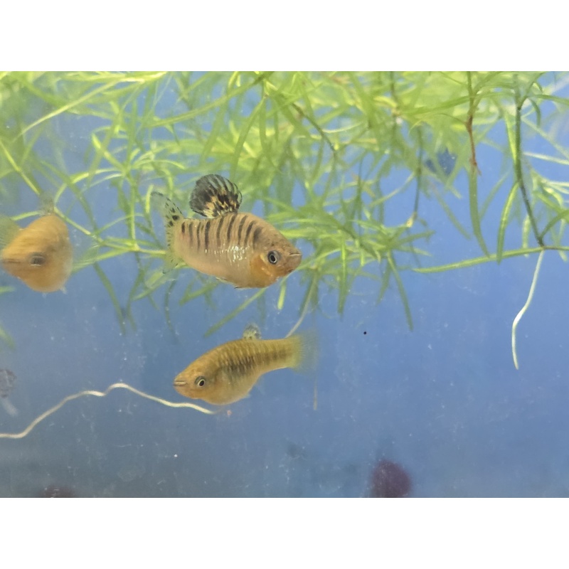 Limia nigrofasciata The Humpbacked Limia adult pair