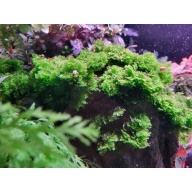 Riccardia sp. Central Borneo Rare Moss 1x1" Patch