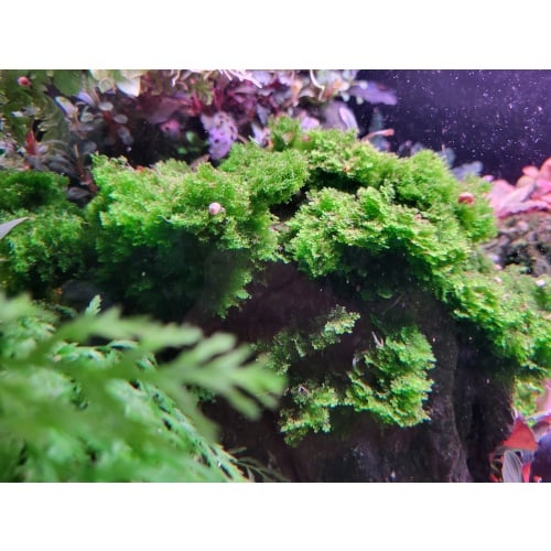 Riccardia sp. Central Borneo Rare Moss 1x1" Patch