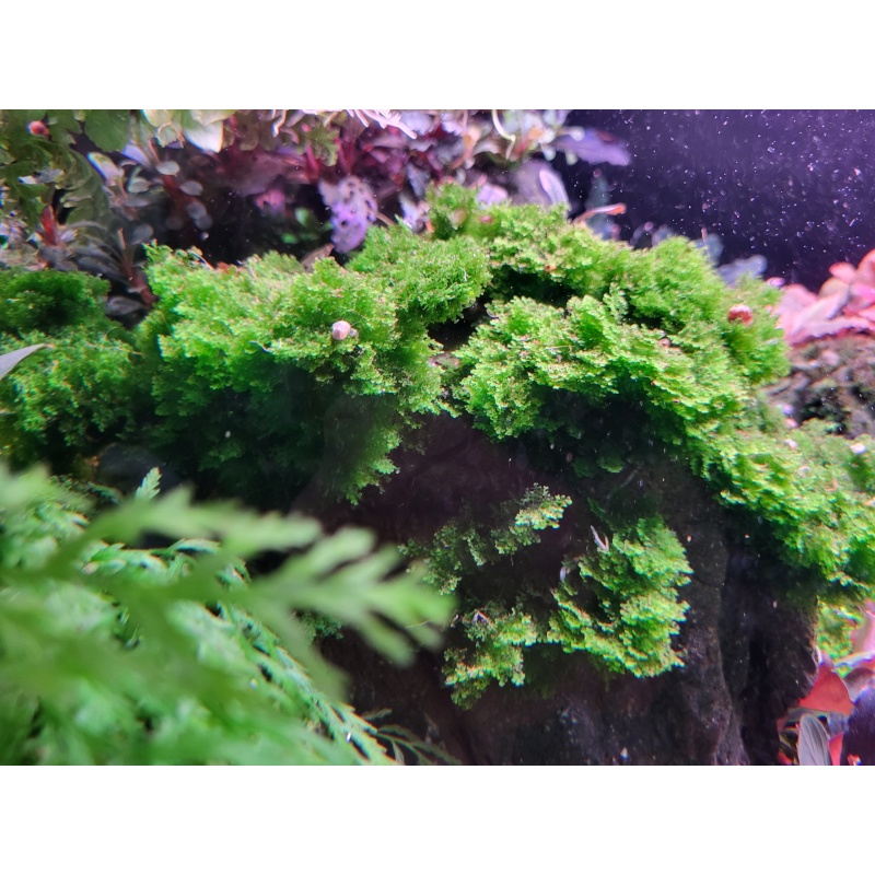 Riccardia sp. Central Borneo Rare Moss 1x1" Patch