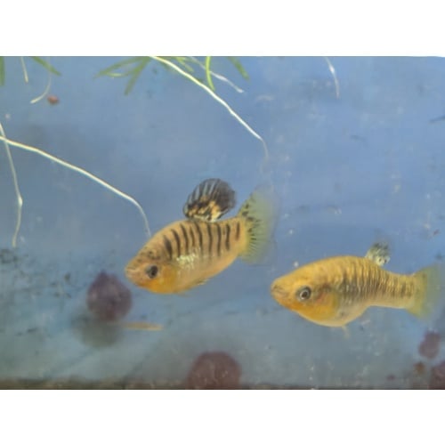Limia nigrofasciata The Humpbacked Limia adult pair