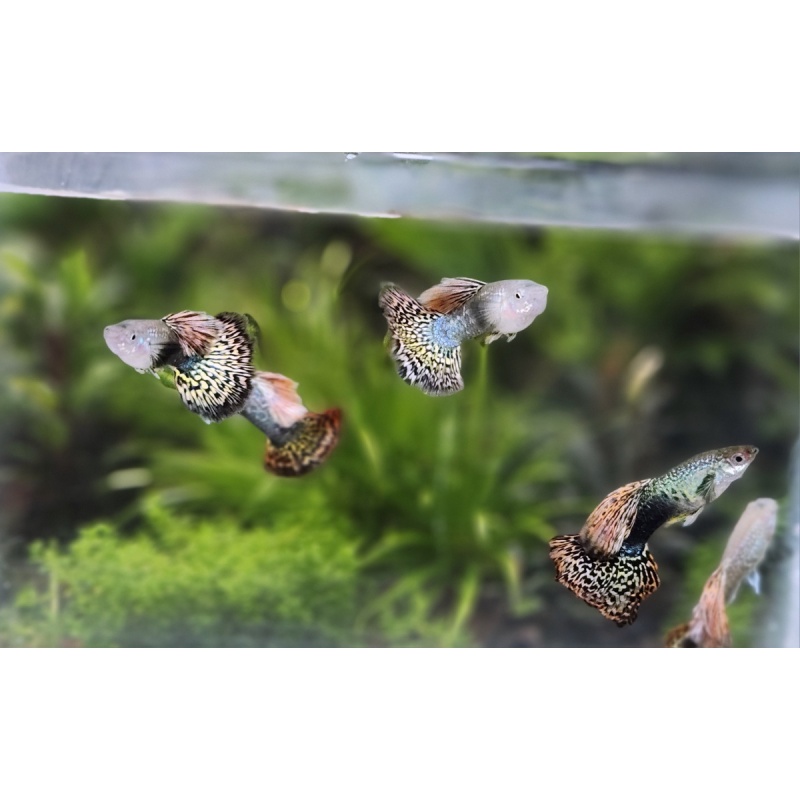 12x Snakeskin Fire Red Mosaic guppy pack - FREE SHIPPING