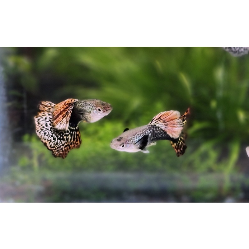 12x Snakeskin Fire Red Mosaic guppy pack - FREE SHIPPING