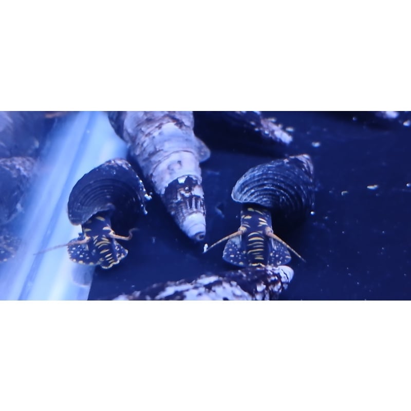 Yellow Spotted Rabbit Snails x 24!