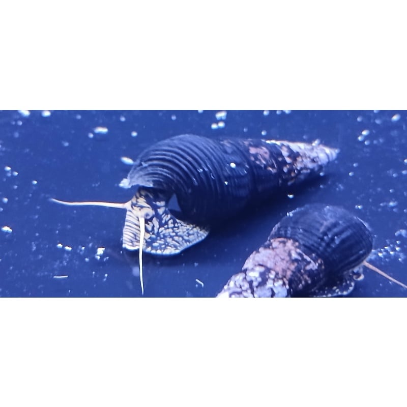 Yellow Spotted Rabbit Snails x 24!