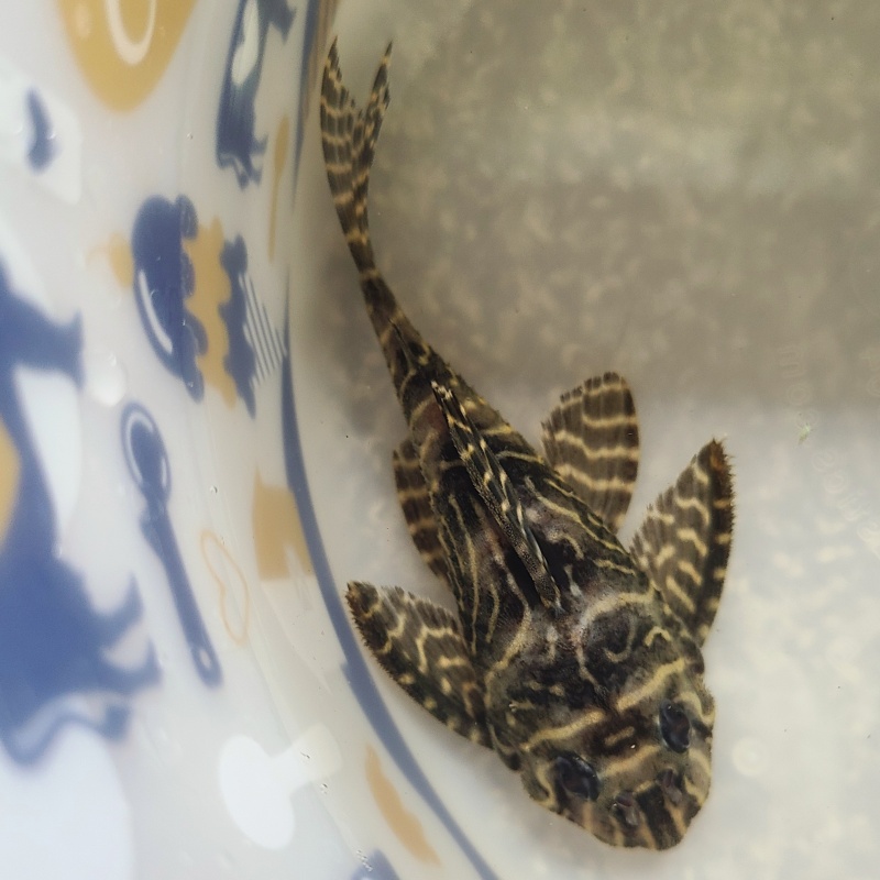 3 King Tiger Pleco (L333) (WYSIWYG)