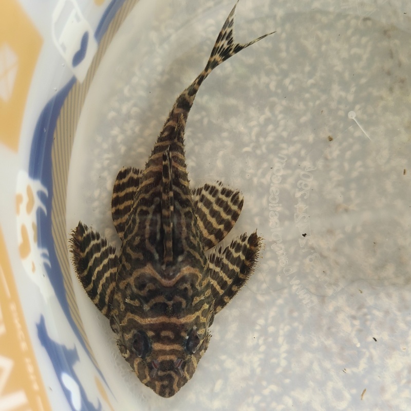 3 King Tiger Pleco (L333) (WYSIWYG)