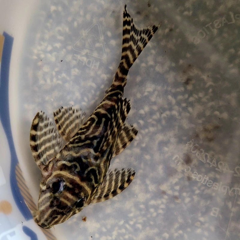 3 King Tiger Pleco (L333) (WYSIWYG)