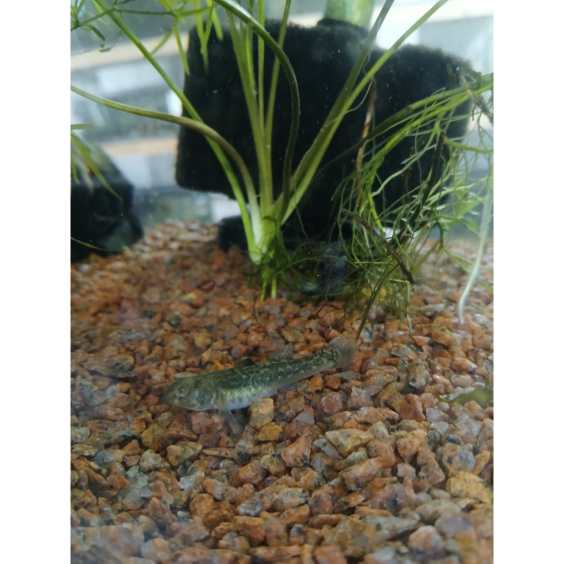 Australian Desert Gobies Chlamydogobius eremius 6 juveniles