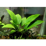 1x Anubias nana 'Petite' - $10 flat ship for all plants wanted