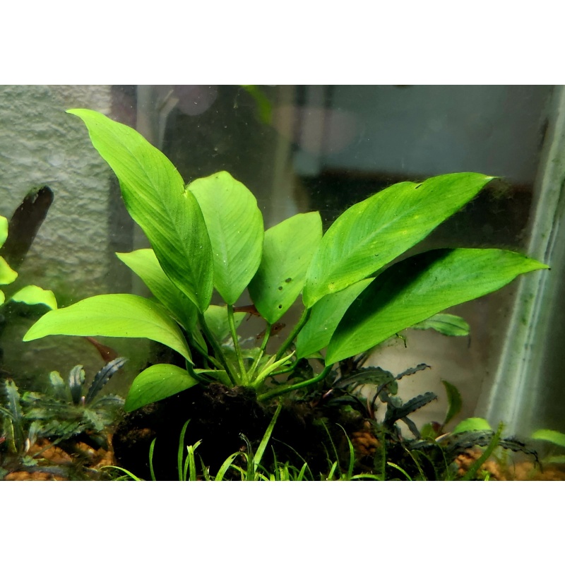 1x Anubias nana 'Petite' - $10 flat ship for all plants wanted