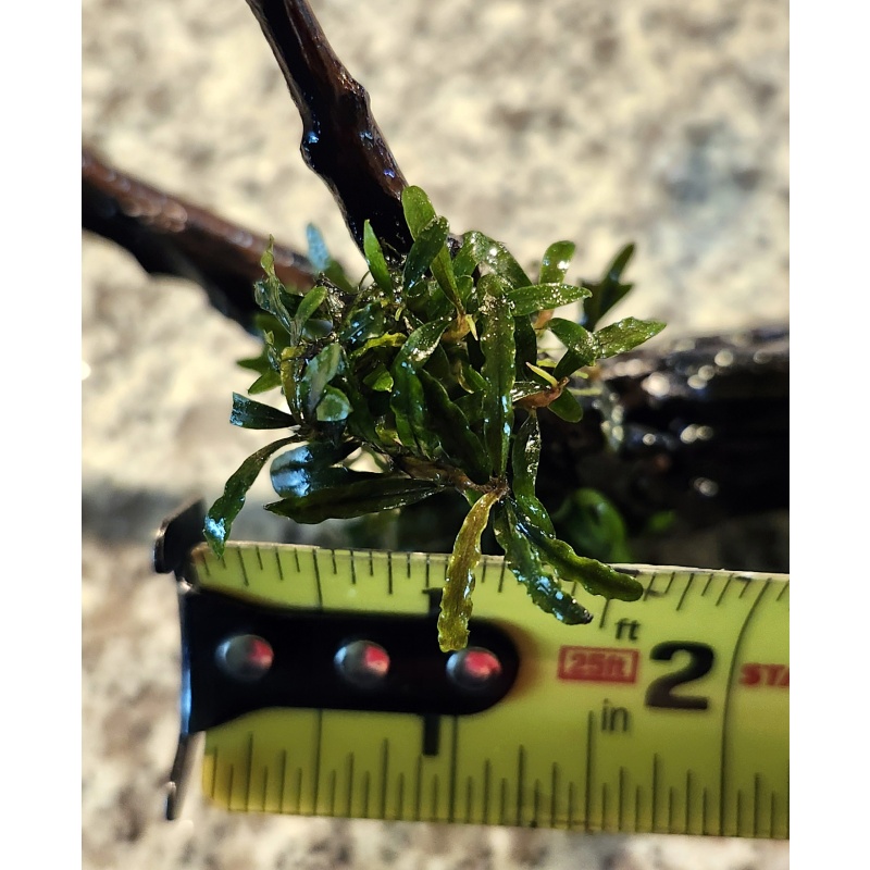 1x Bucephalandra micro - $10 flat ship for all plants wanted