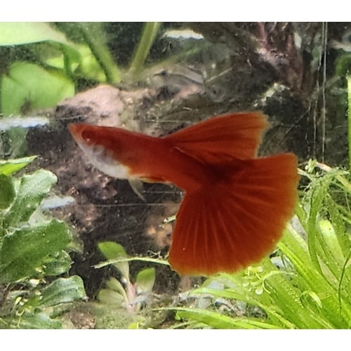Albino Full Red male guppy - Premium grade