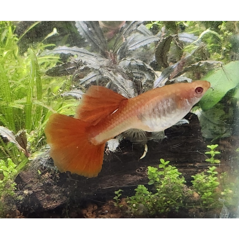 Trio Albino Full Red guppies - Premium grade