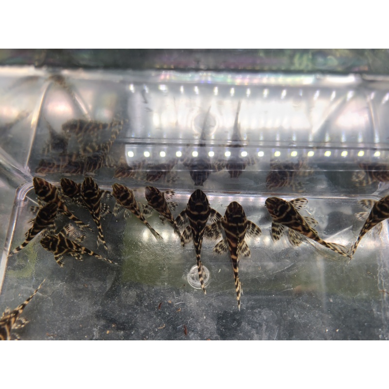 3 King Tiger Pleco (L333) (WYSIWYG)