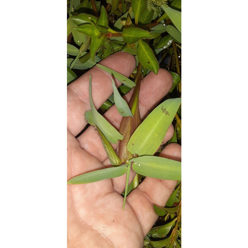 Asian Water Grass