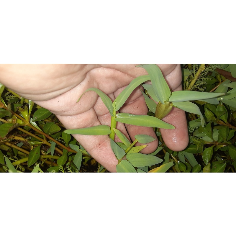Asian Water Grass