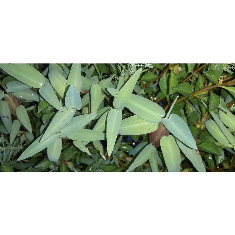 Asian Water Grass
