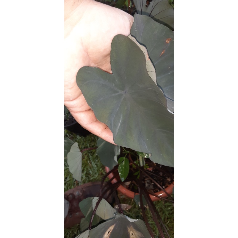 Colocasia Black Magic