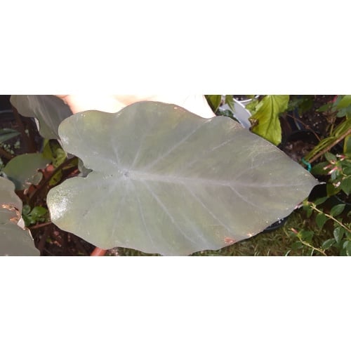 Colocasia Black Magic