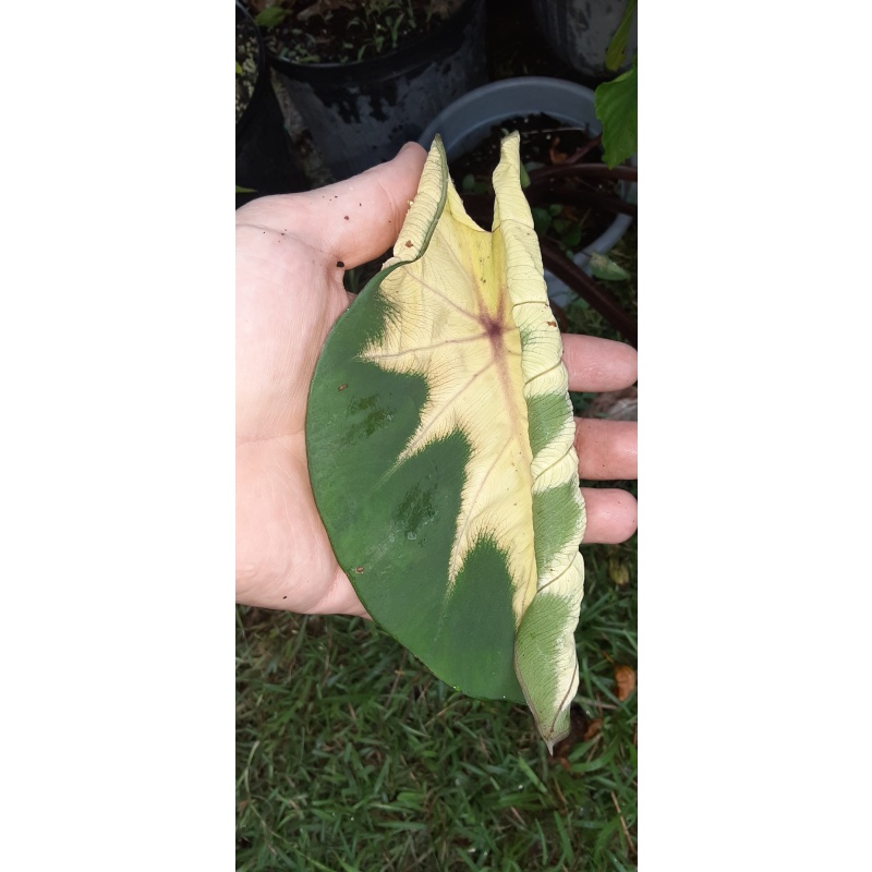 Colocasia Tropic Storm
