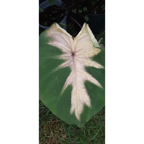 Colocasia Tropic Storm