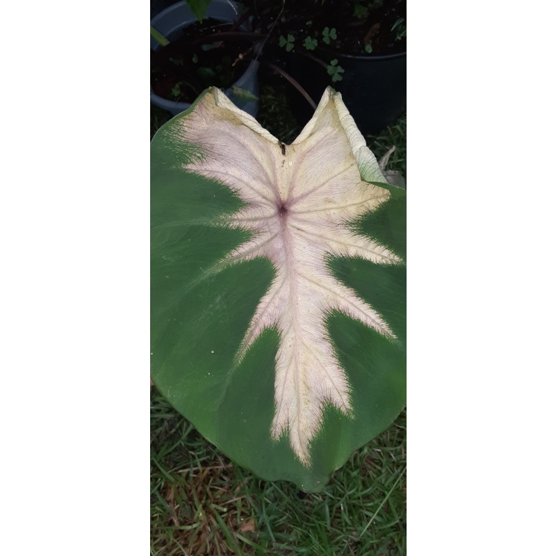 Colocasia Tropic Storm