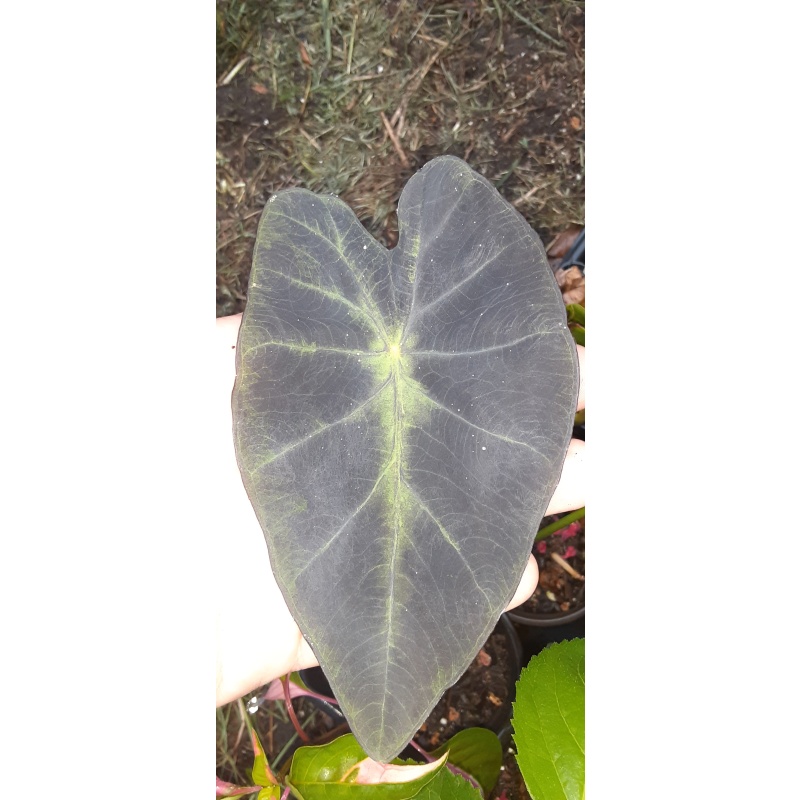 Colocasia illustris