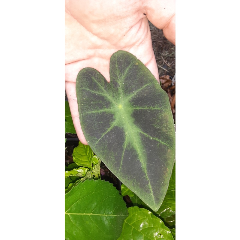 Colocasia illustris