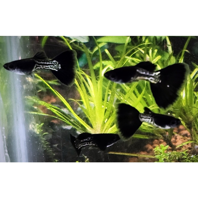 12x Metal Black Tail guppy pack - FREE SHIPPING