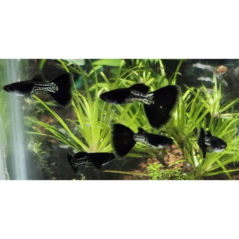 12x Metal Black Tail guppy pack - FREE SHIPPING