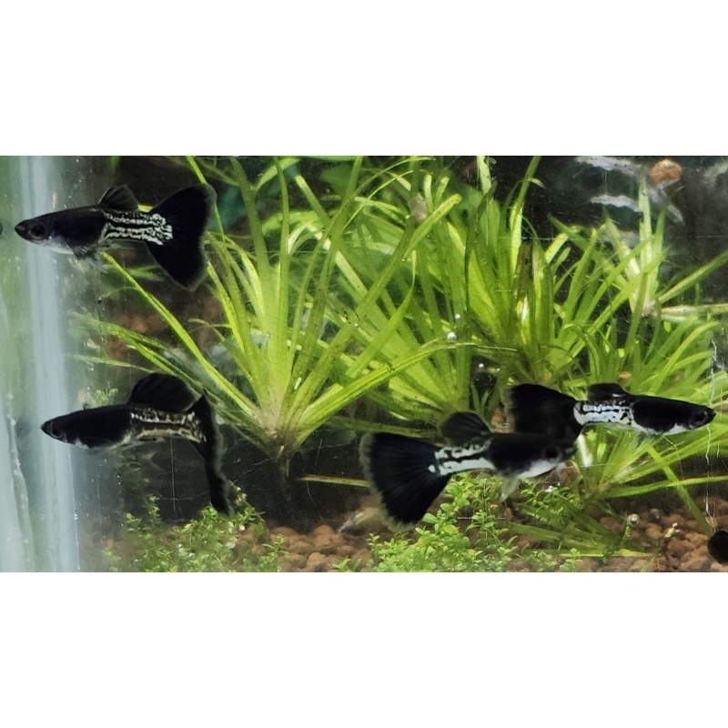 12x Metal Black Tail guppy pack - FREE SHIPPING