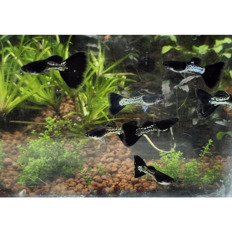 12x Metal Black Tail guppy pack - FREE SHIPPING