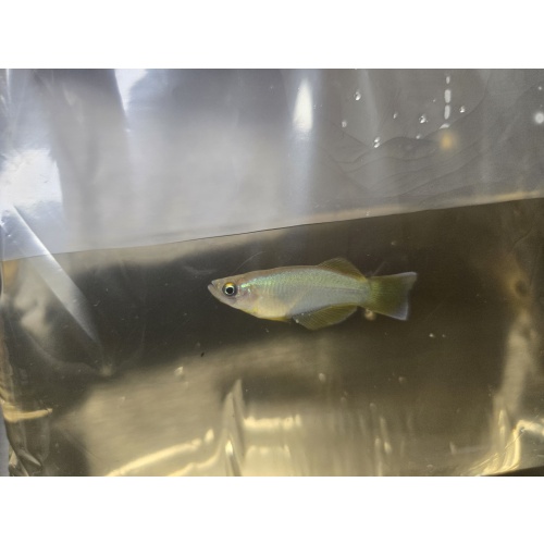 Procatopus sp. Kompina - breeding group