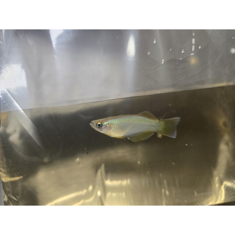 Procatopus sp. Kompina - breeding group