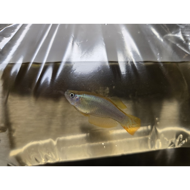 Procatopus Idenau Red Tail group