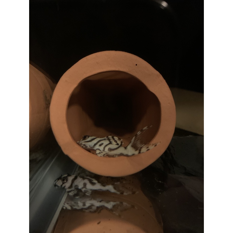 L236 SW juveniles