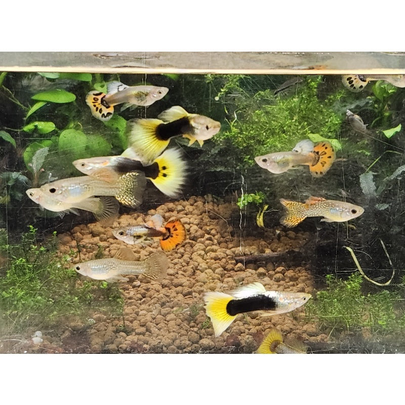 12x  Red & Yellow male guppy pack - FREE SHIPPING