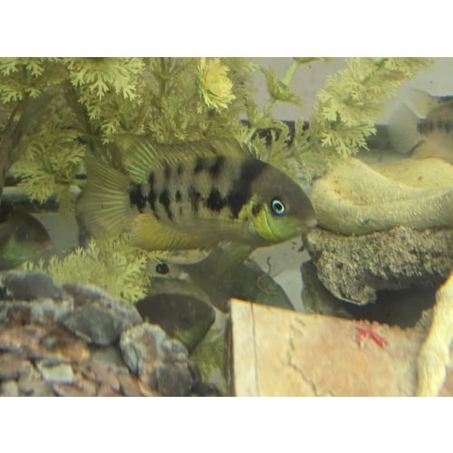 4 Yellow Blue Eyed Convicts