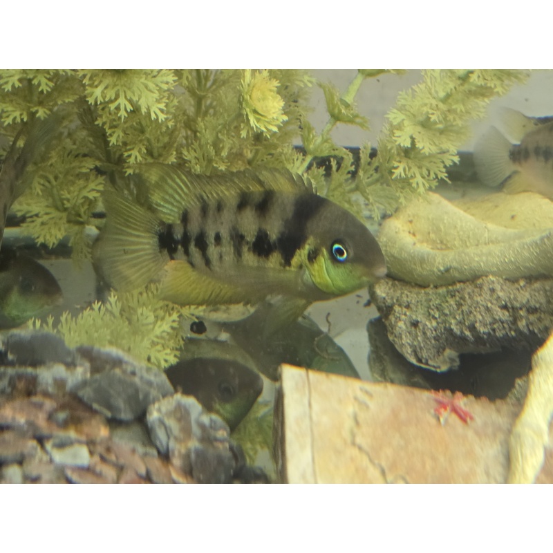 4 Yellow Blue Eyed Convicts