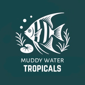 Muddy Water Tropicals