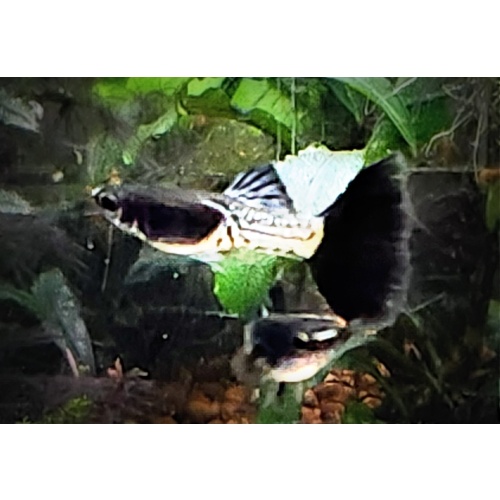 12x Metal Black Tail guppy pack - FREE SHIPPING