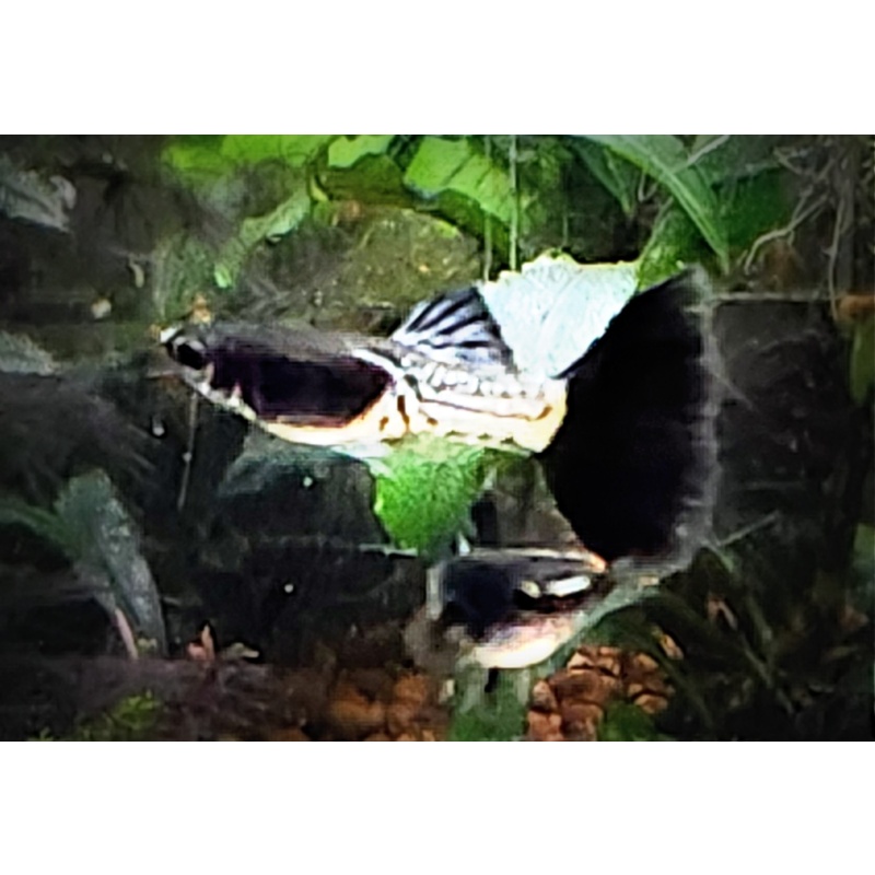 12x Metal Black Tail guppy pack - FREE SHIPPING