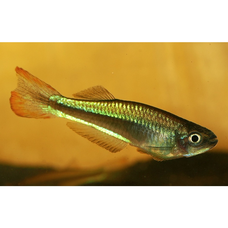 Plataplochikus spec. from Bouma RC