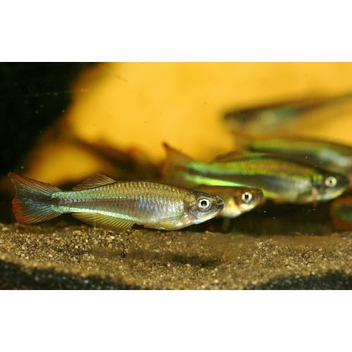 Plataplochikus spec. from Bouma RC
