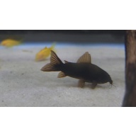 6 Osteogaster schultzei black