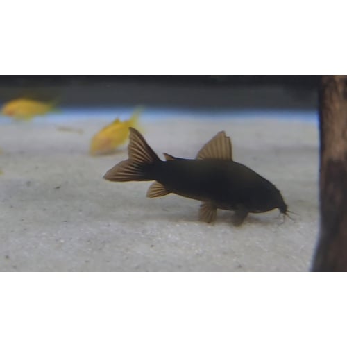 6 Osteogaster schultzei black