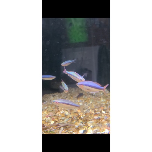 8 juvenile Chilatherina alleni wapoga