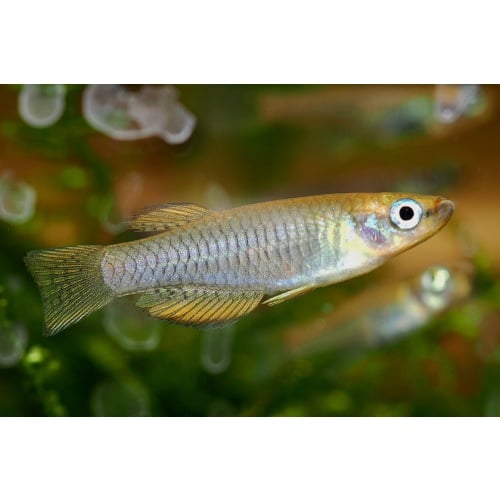 Rhexipanchax lamberti 20+ eggs