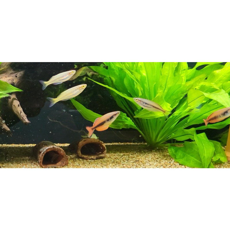 8 juvenile Melanotaenia kali moysi